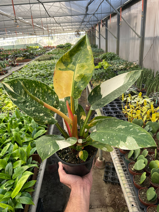 Philodendron 'Congo Green Variegated'