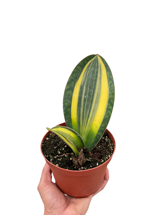 Variegated Shark Fin Snake Plant