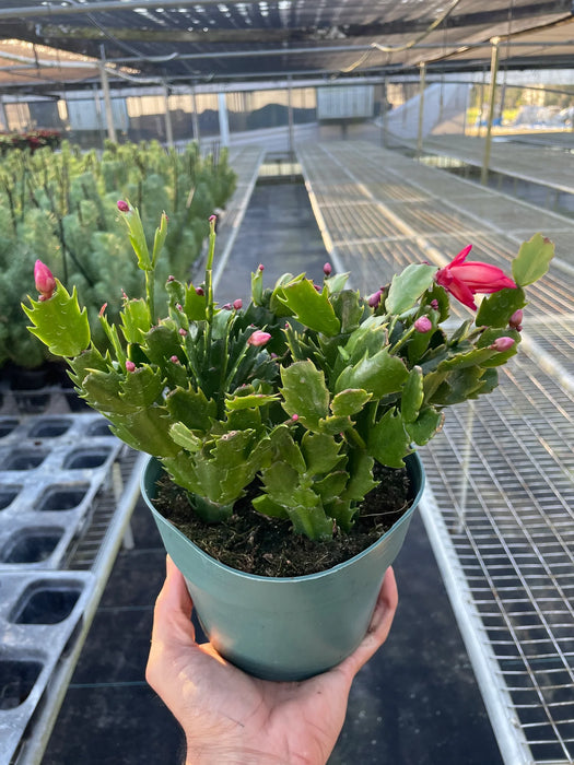 Zygocactus 'Christmas Cactus'