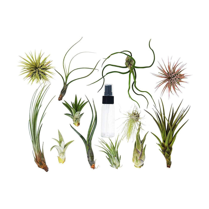 Tillandsia Air Plant Variety w/ Spray - 6 Pack