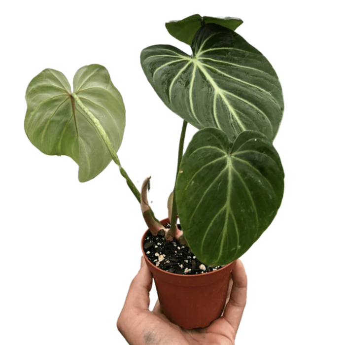 Philodendron Gloriosum