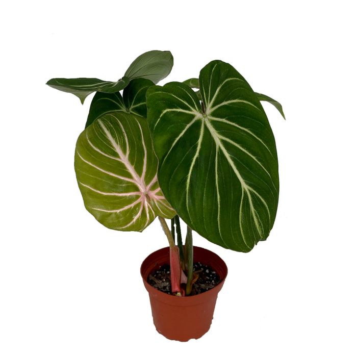 Philodendron Gloriosum