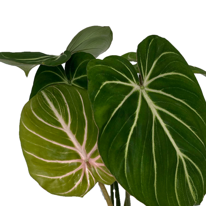 Philodendron Gloriosum