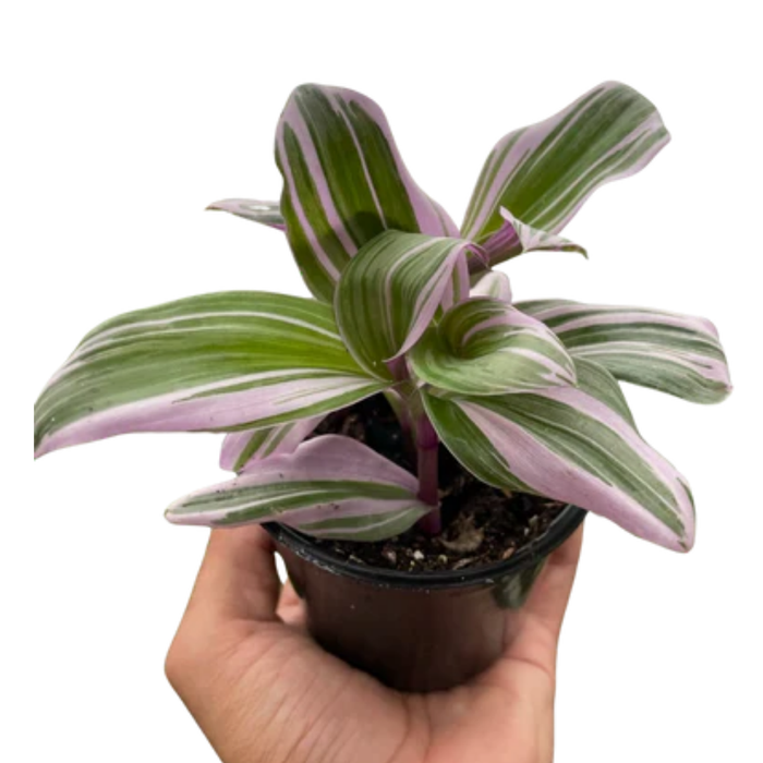 Tradescantia 'Nanouk'