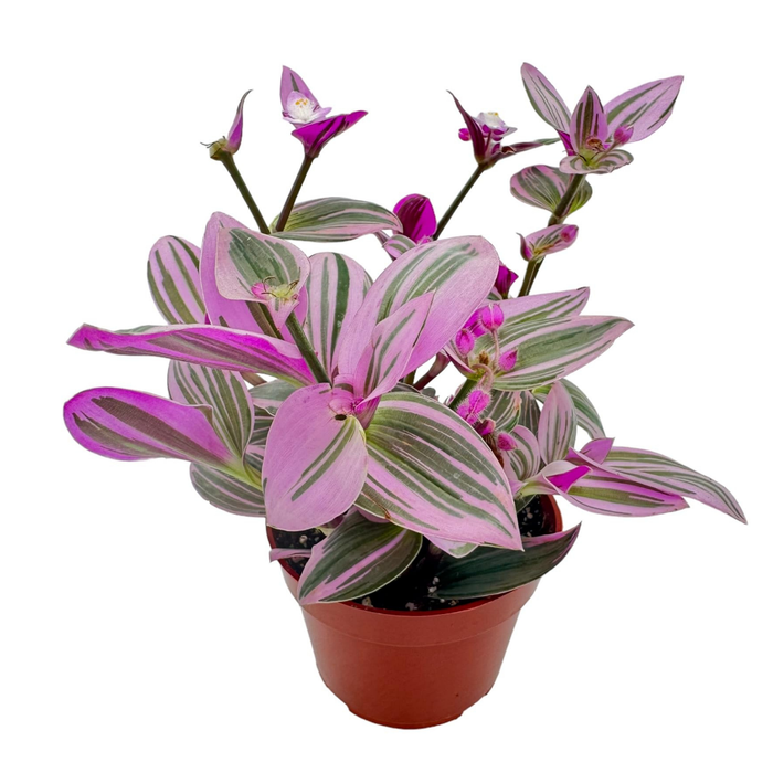 Tradescantia 'Nanouk'