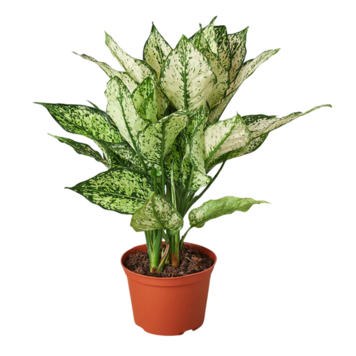 Chinese Evergreen 'First Diamond'