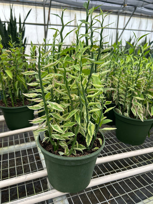 Variegated Devil's Backbone Euphorbia