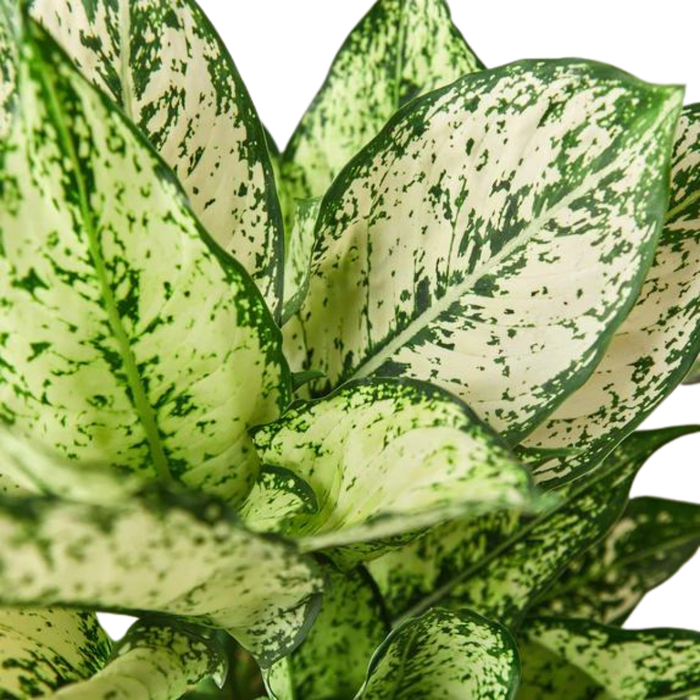 Chinese Evergreen 'First Diamond'