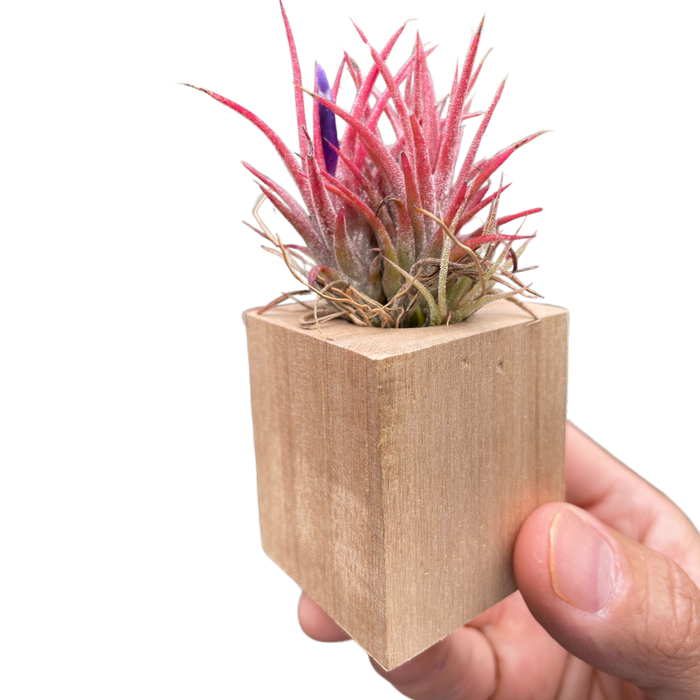 Tillandsia Air Plant Ionantha in Magnetic Wood Planter