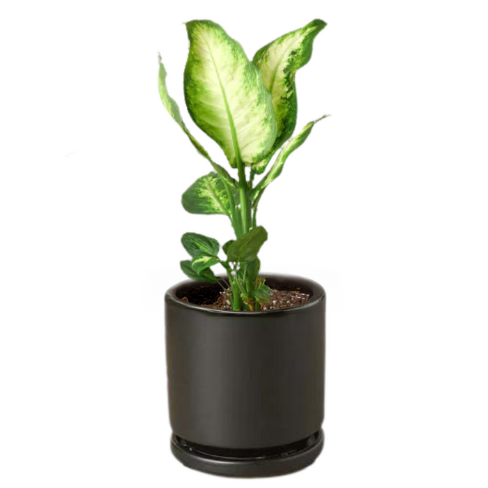 Dieffenbachia Camille