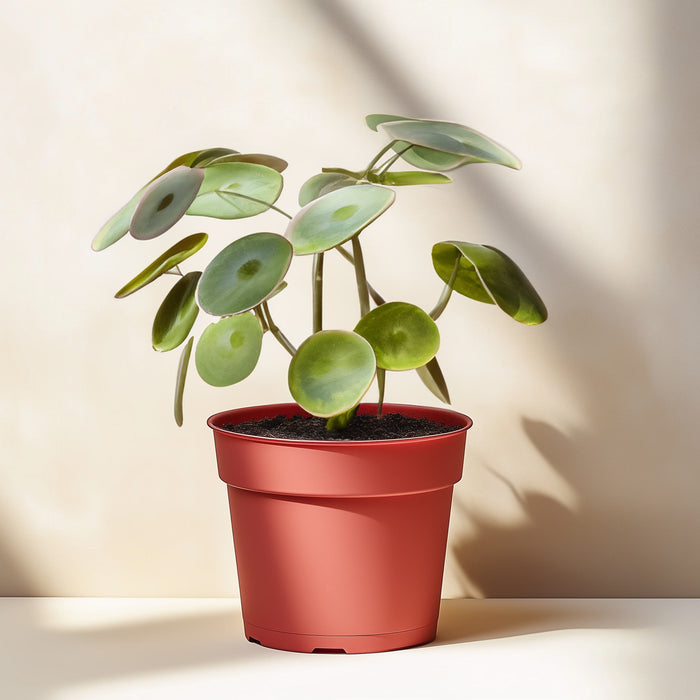 Pilea Peperomioides 'Chinese Money'