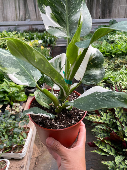 Philodendron 'White Wizard'