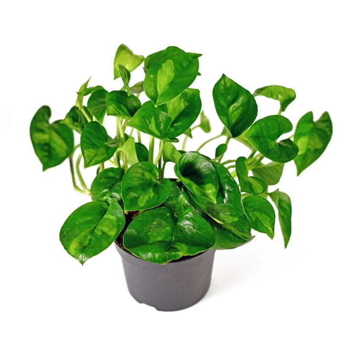 Pothos 'Global Green'