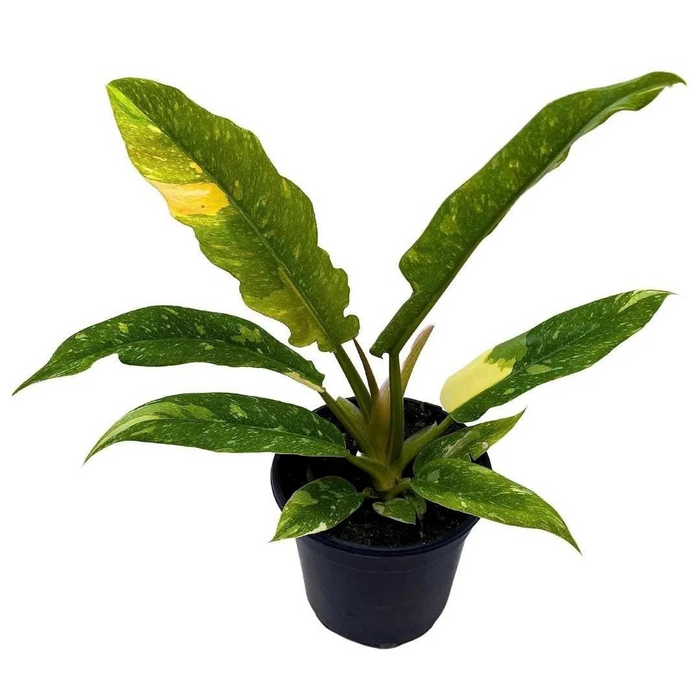 Philodendron Ring of Fire Variegated