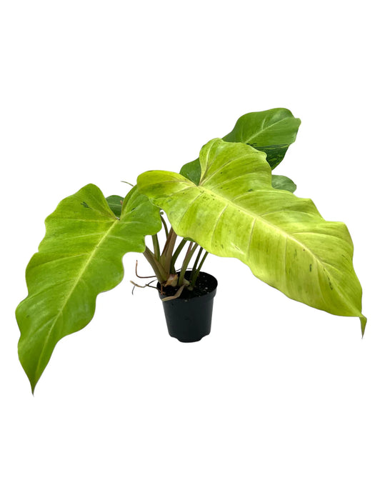 Philodendron 'Snowdrift'