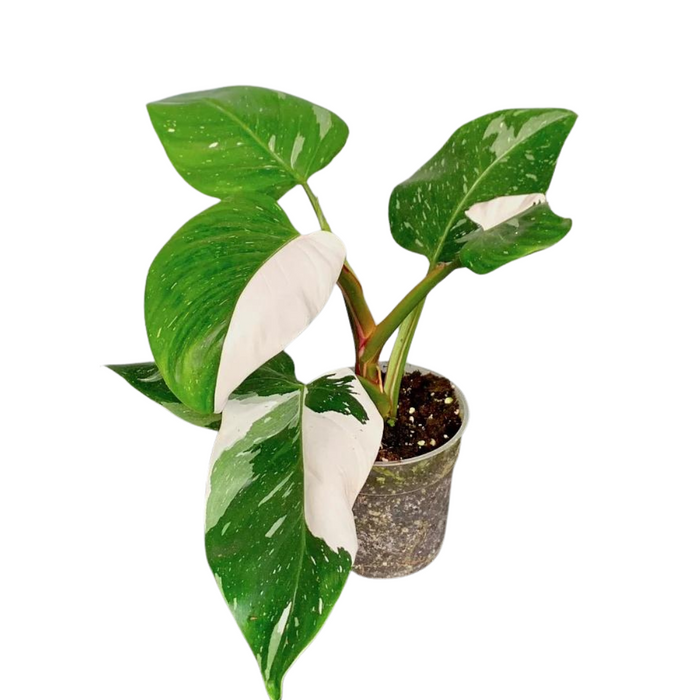 Philodendron 'White Princess'