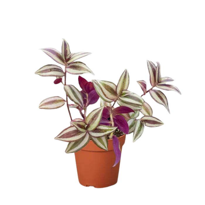 Tradescantia Zebrina 'Wandering Dude'