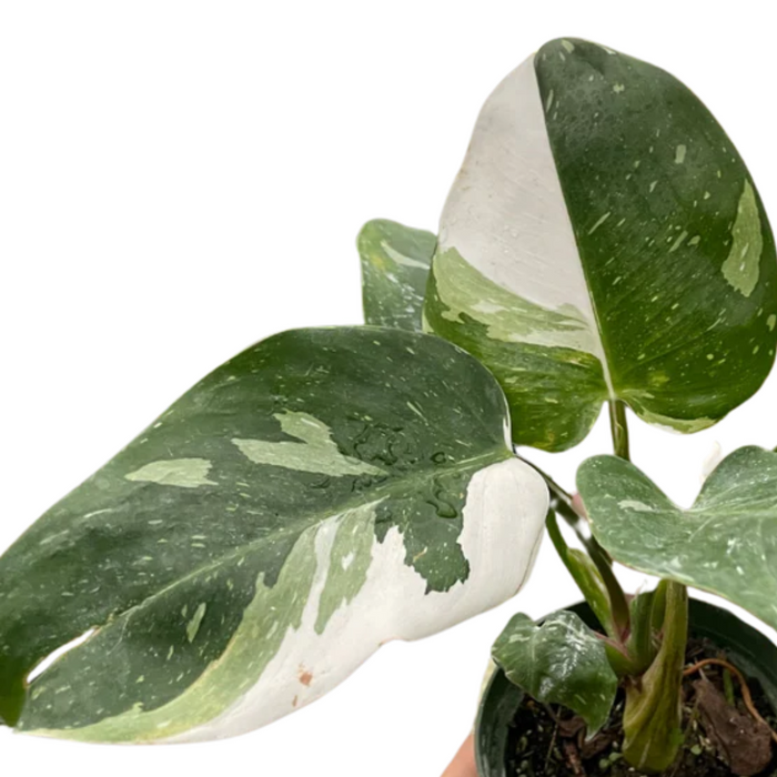 Philodendron 'White Princess'