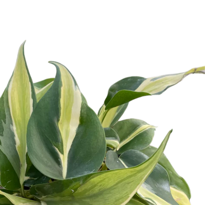 Philodendron 'Silver Stripe'