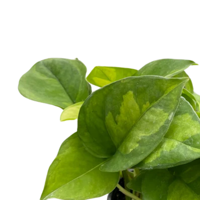 Pothos 'Global Green'