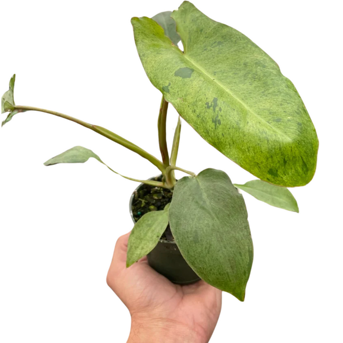 Philodendron 'Paraiso Verde'