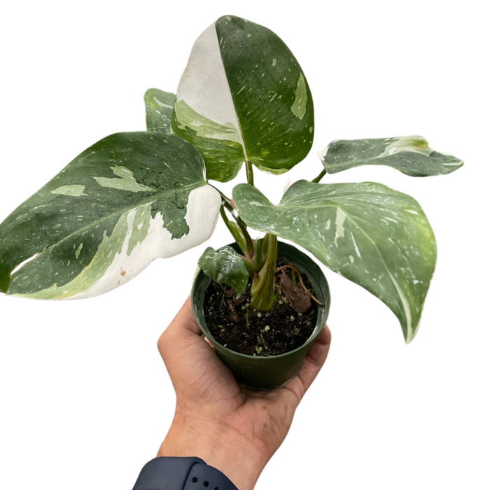 Philodendron 'White Princess'