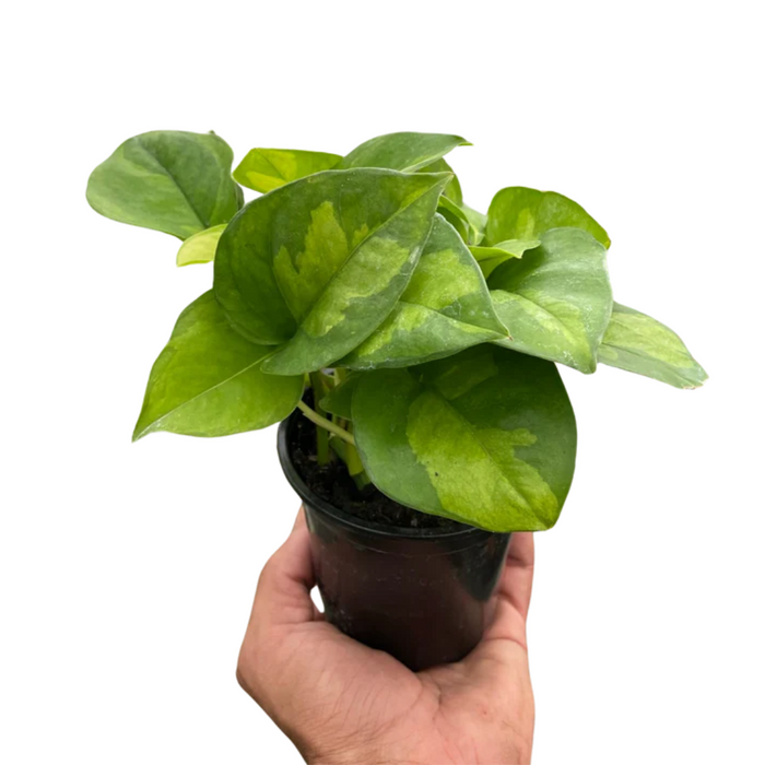 Pothos 'Global Green'