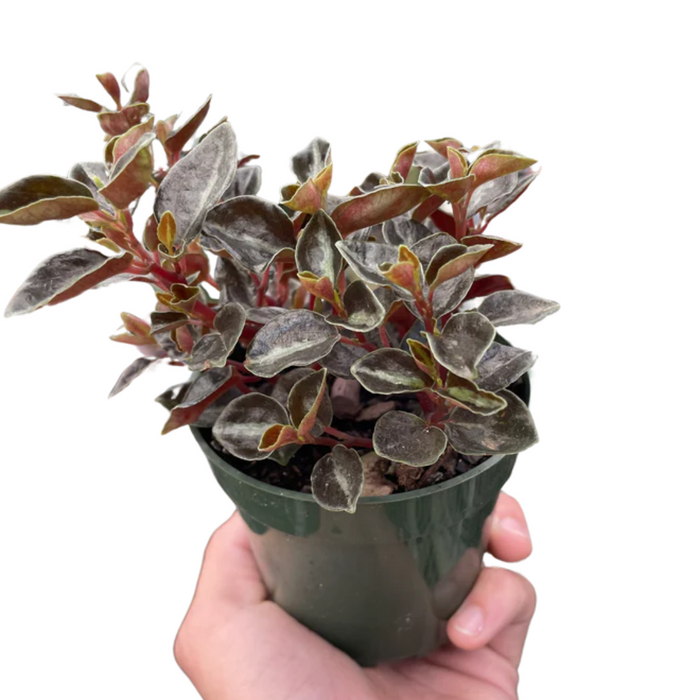 Peperomia 'Metallica'