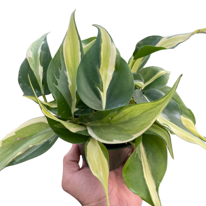 Philodendron 'Silver Stripe'