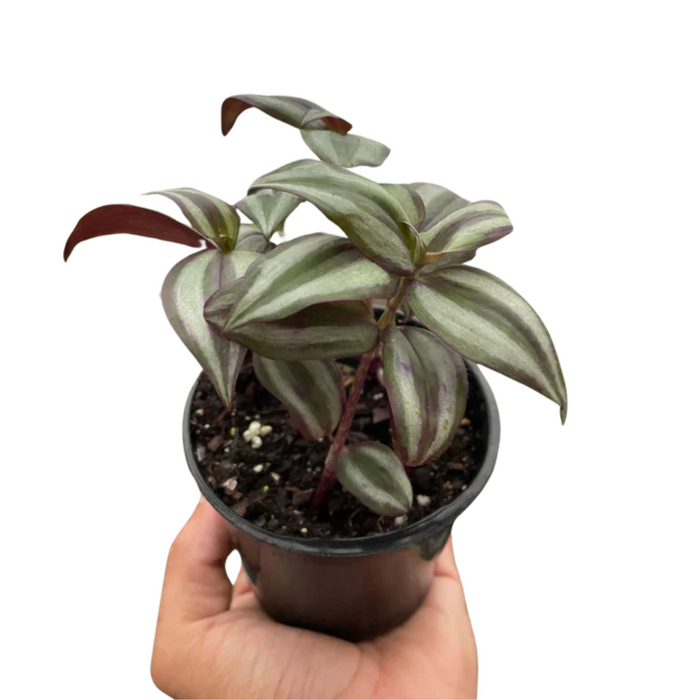 Tradescantia Zebrina 'Wandering Dude'