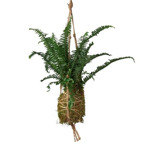 Kokedama Moss Ball Hanging Plant