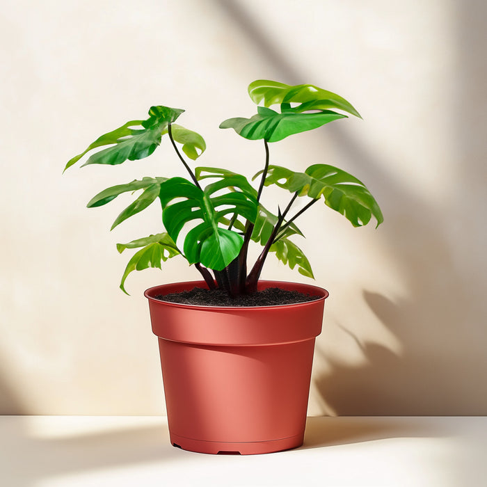 Philodendron Monstera Split-Leaf