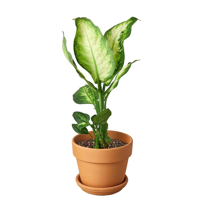 Dieffenbachia Camille