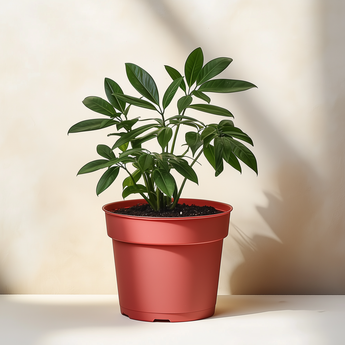 Schefflera Arboricola 'Umbrella'