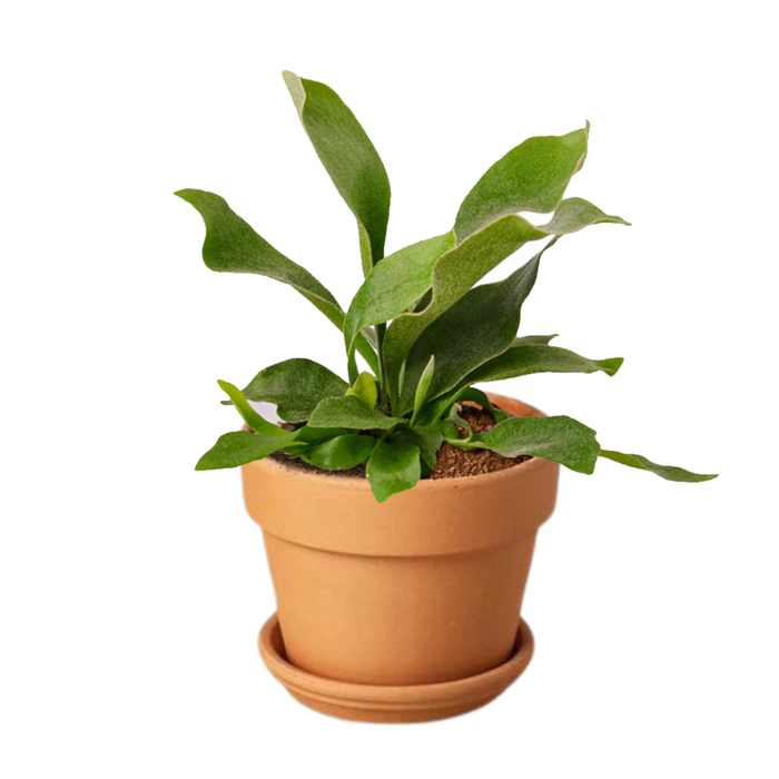 Staghorn Fern