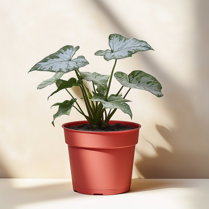 Syngonium White Butterfly