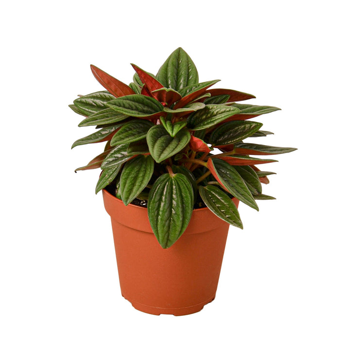 Peperomia Rosso