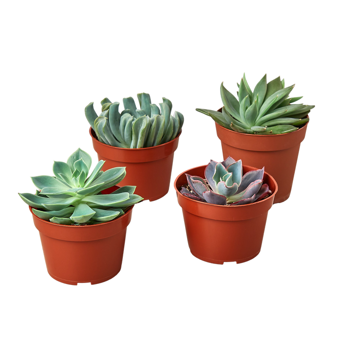 4 Echeveria Succulent Variety Pack - 4.0" Pot