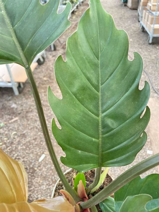 Philodendron Caramel Pluto