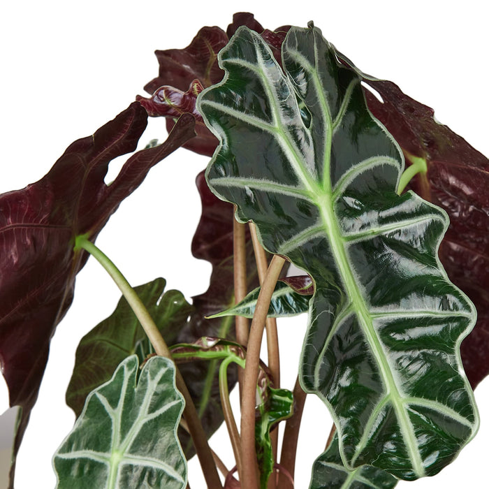 Alocasia Polly African Mask