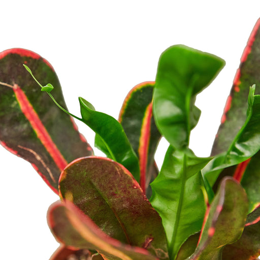 Croton 'Mammy'-houseplants for sale-low light houseplants-Comfort Plants