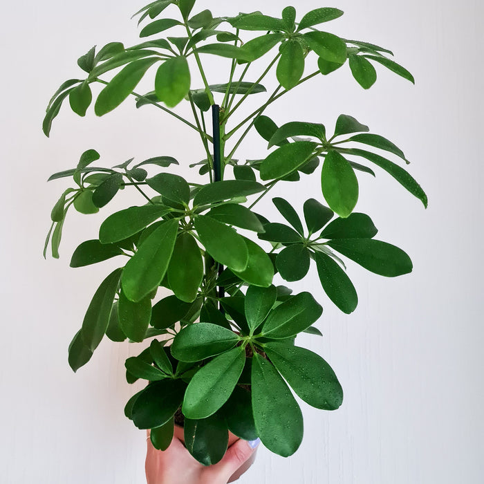 Ella-houseplants for sale-low light houseplants-Comfort Plants