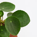 Cashi-houseplants for sale-low light houseplants-Comfort Plants